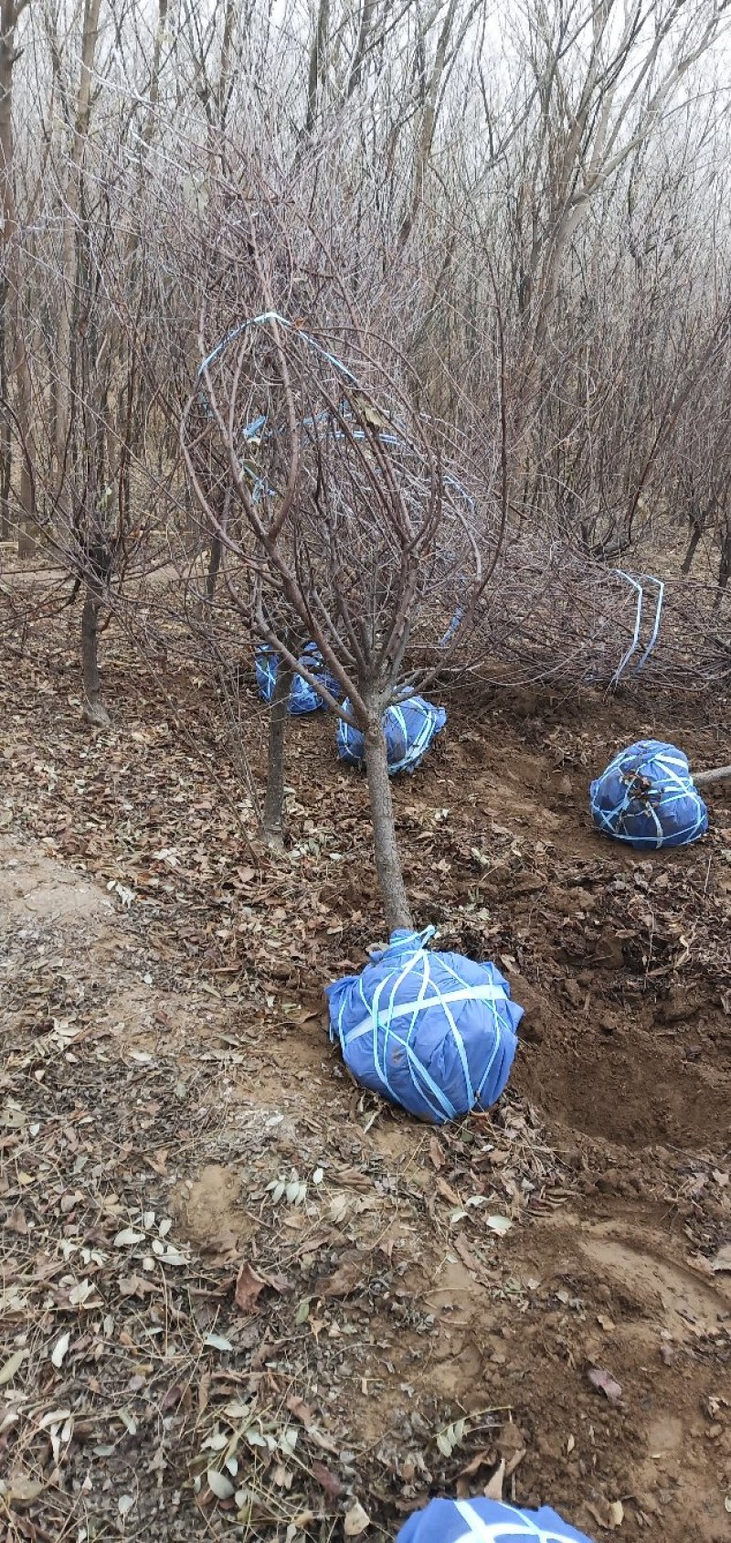 榆叶梅花灌木工程苗占地苗产地直销