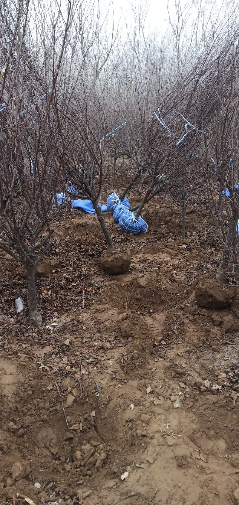 榆叶梅花灌木工程苗占地苗产地直销