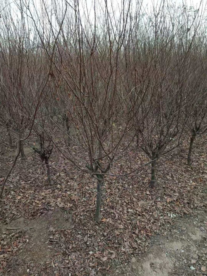 榆叶梅花灌木工程苗占地苗产地直销