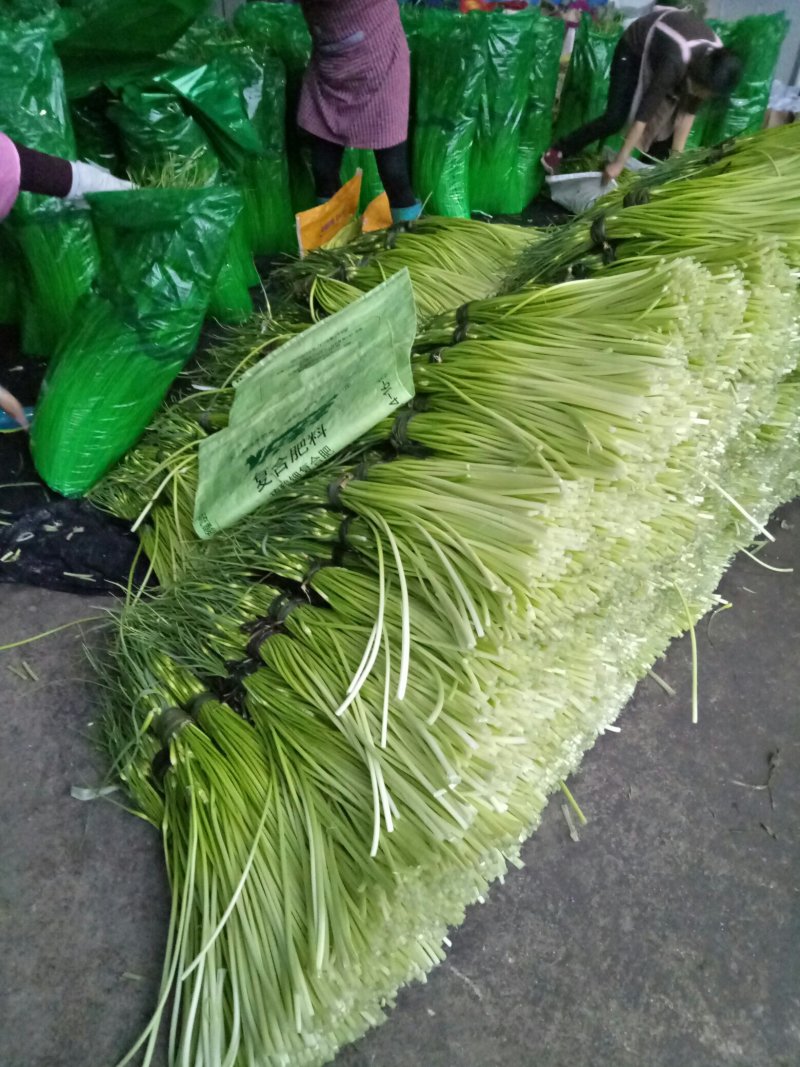 蒜薹