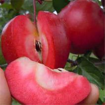 苹果苗，红肉苹果苗红心苹果嫁接苗，果肉细密，清脆多汁。