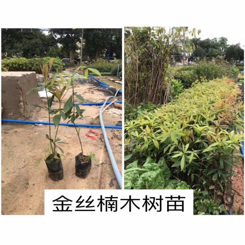 供应名贵苗木金丝楠木小袋苗
