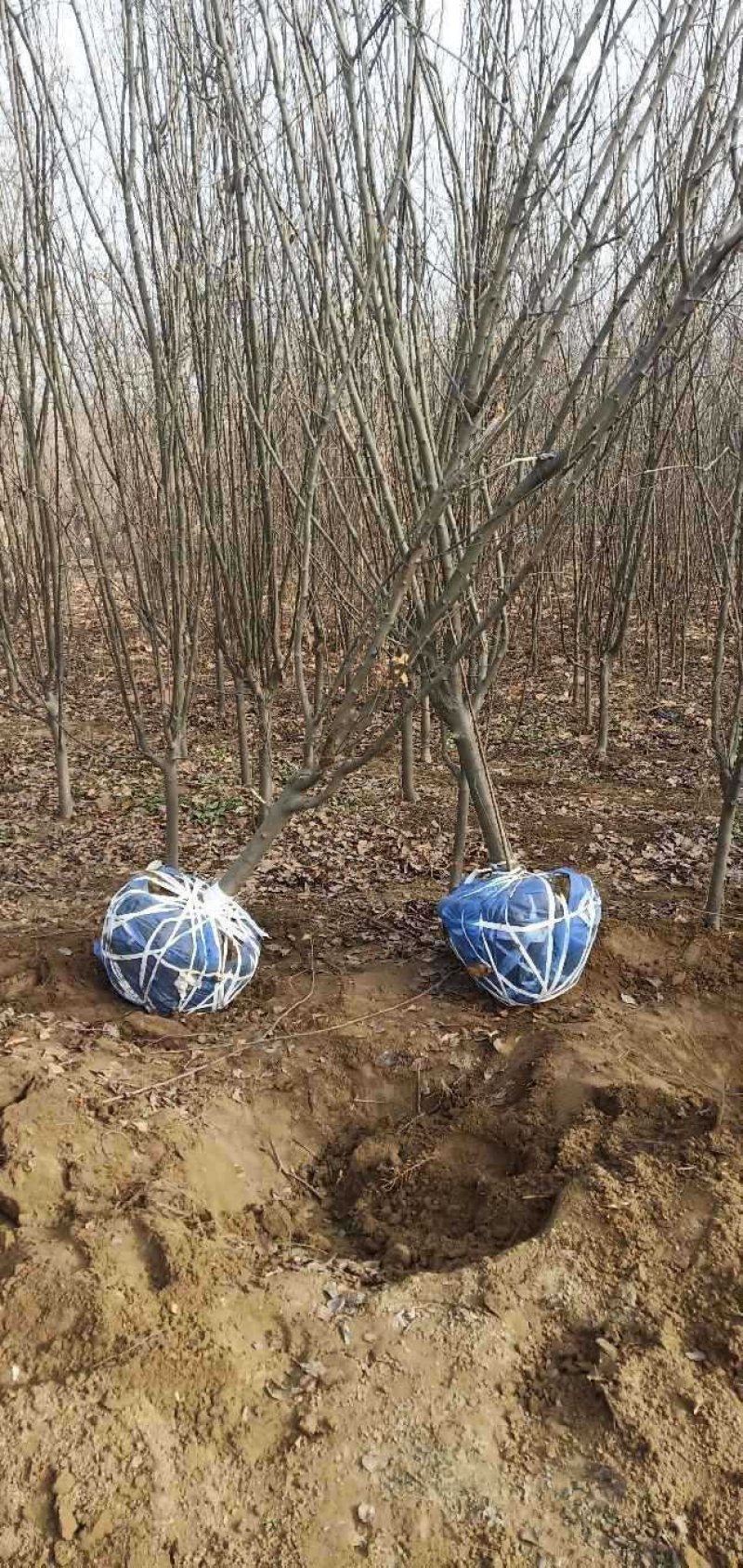 西府海棠占地苗工程苗量大
