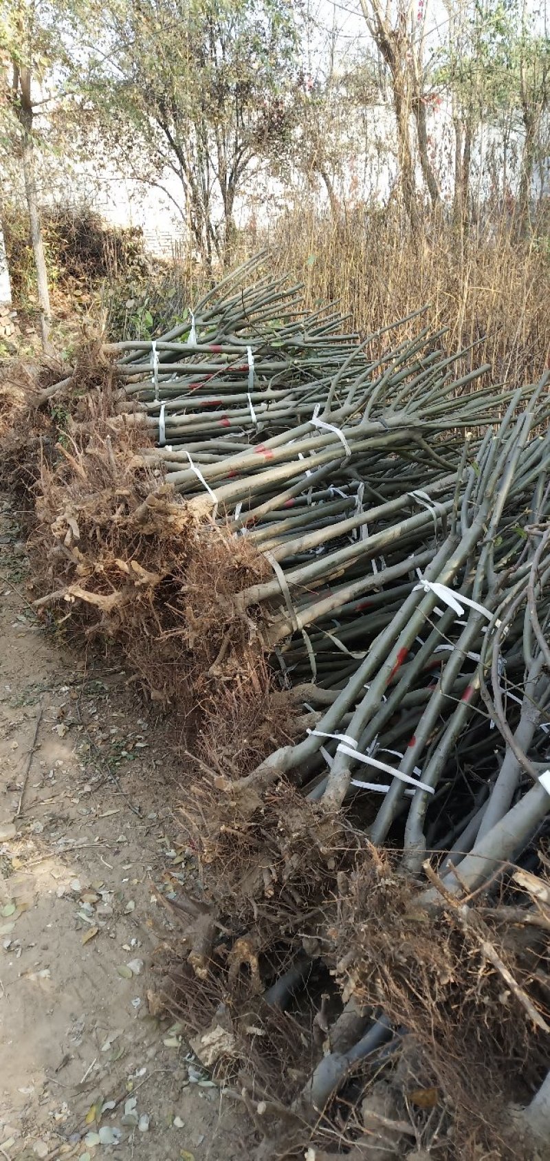 西府海棠占地苗工程苗量大