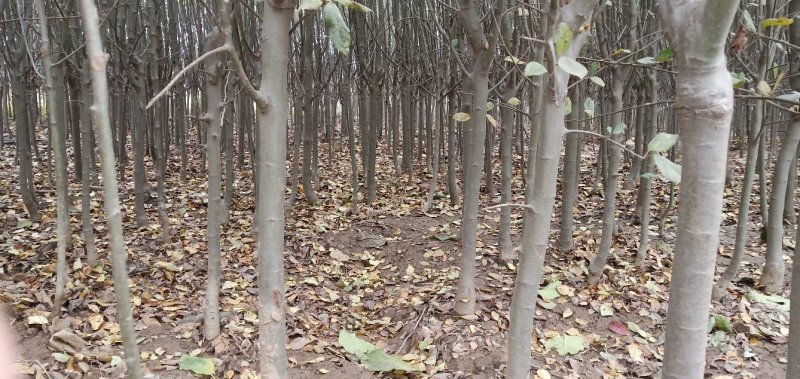 西府海棠占地苗工程苗量大