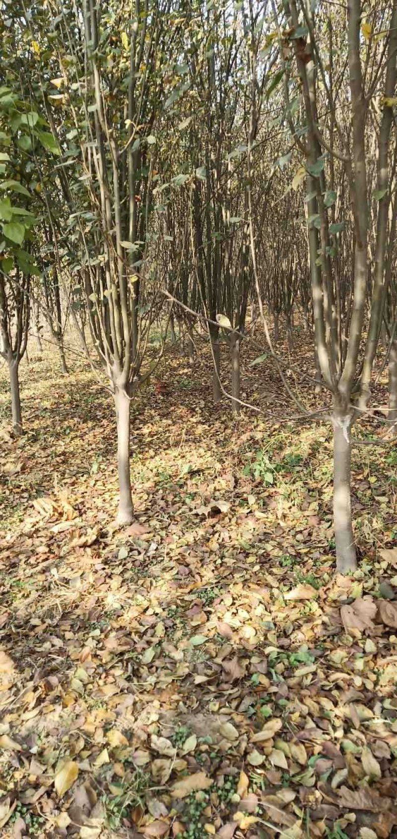 西府海棠占地苗工程苗量大