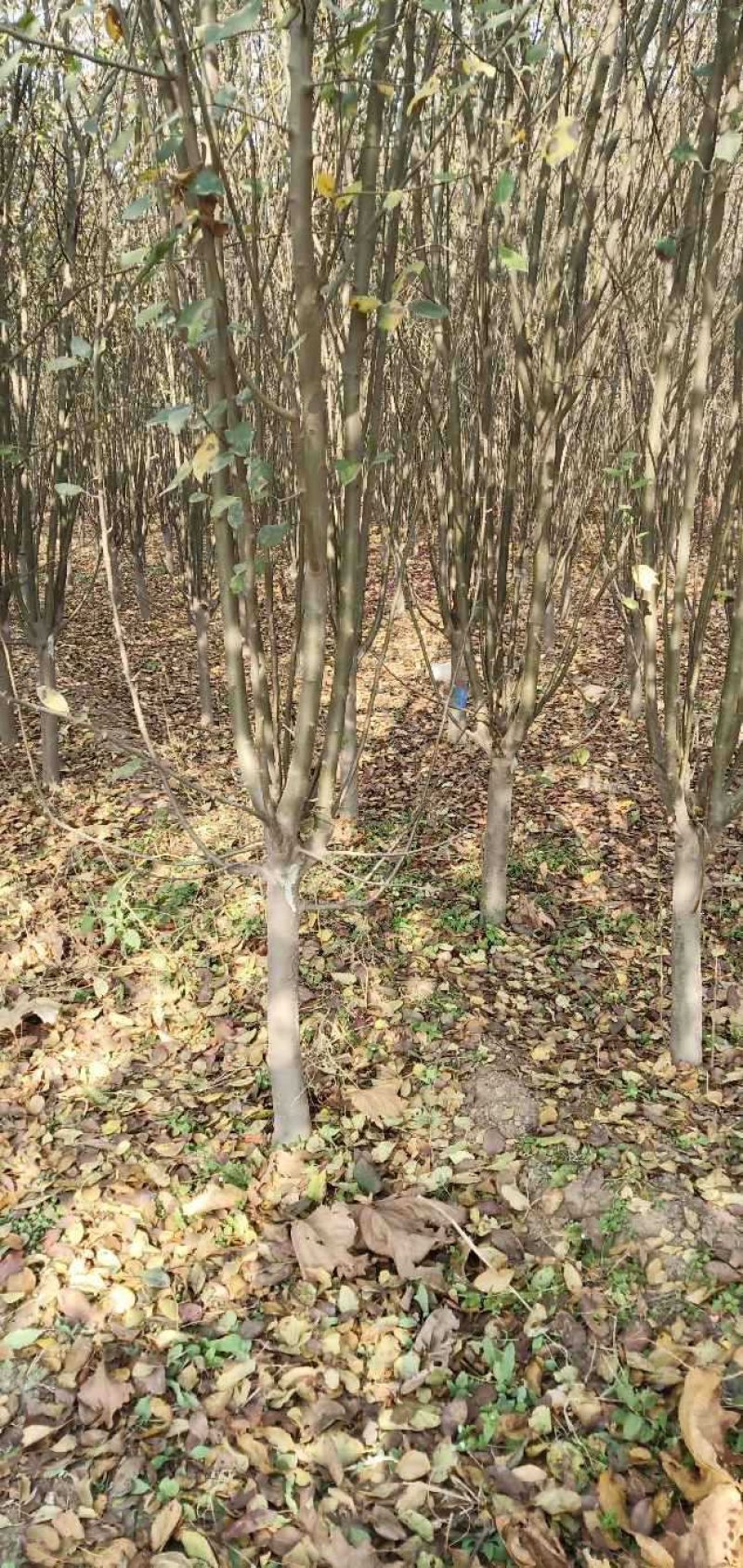 西府海棠占地苗工程苗量大