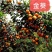 【正品保障】金葵沙糖桔苗，广东金葵沙糖桔