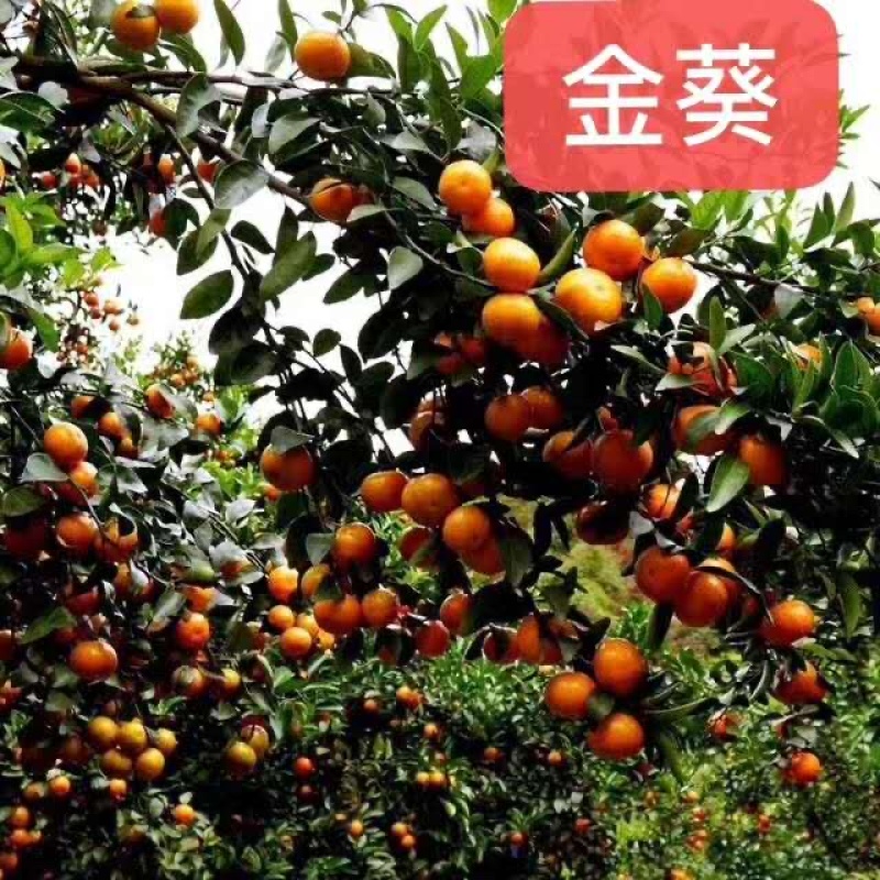 【正品保障】金葵沙糖桔苗，广东金葵沙糖桔