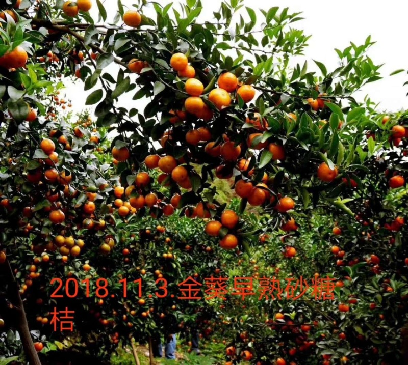 【正品保障】金葵沙糖桔苗，广东金葵沙糖桔