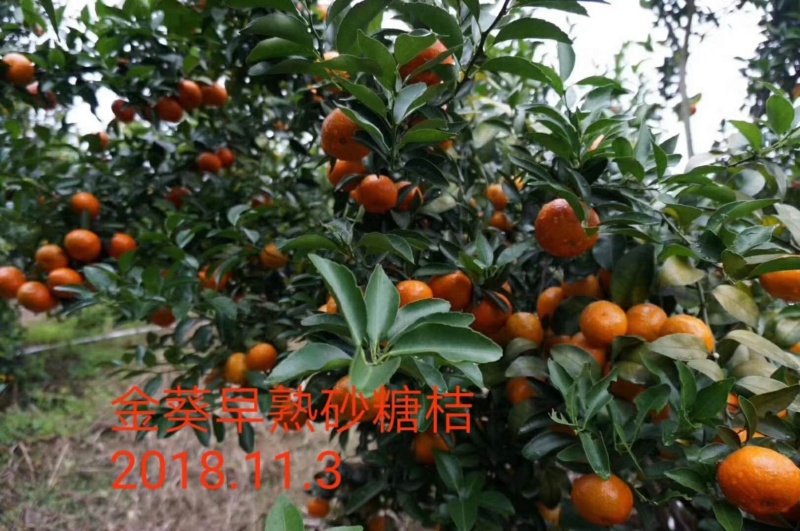 【正品保障】金葵沙糖桔苗，广东金葵沙糖桔