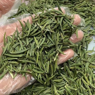供应雀舌特级雀舌特价包邮高档雀舌厂家直销批发