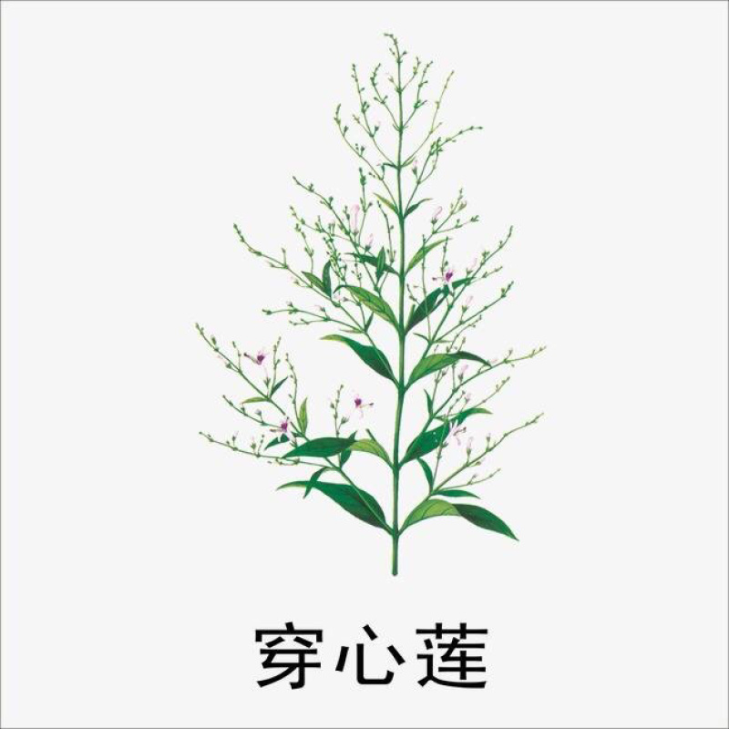穿心莲穿心连一见喜苦胆草四方莲农家初选