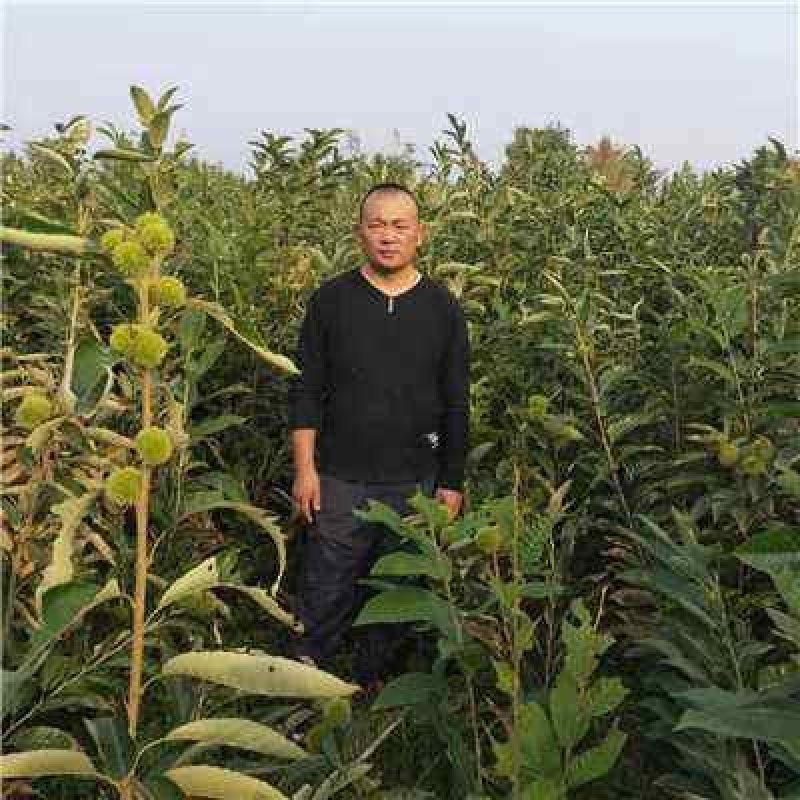 大红袍板栗苗，产地直销，当年结果，包成活，可视频看货