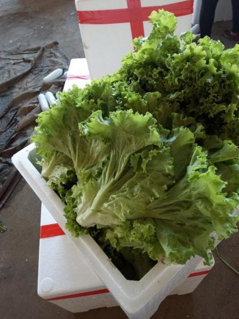 河北张家口坝上张北县球生菜散叶生菜产地直供
