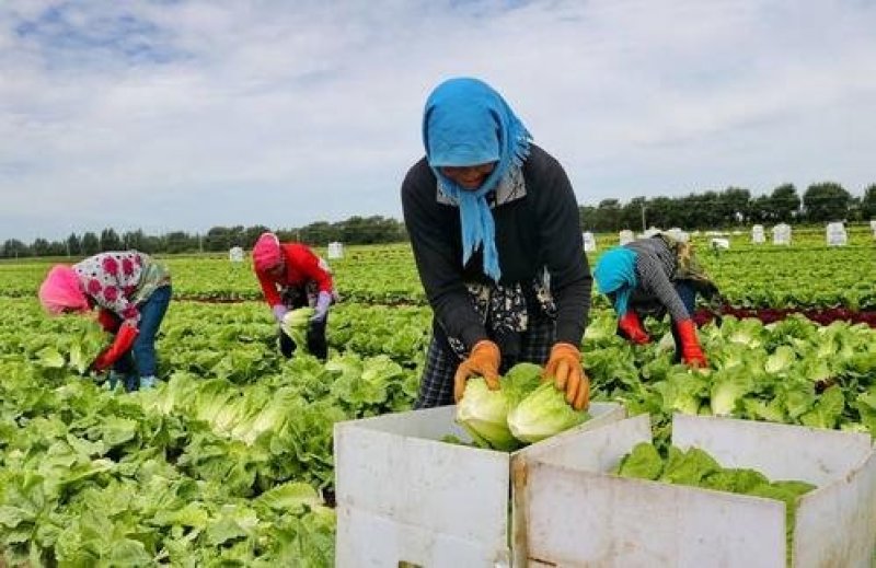 河北张家口坝上张北县球生菜散叶生菜产地直供