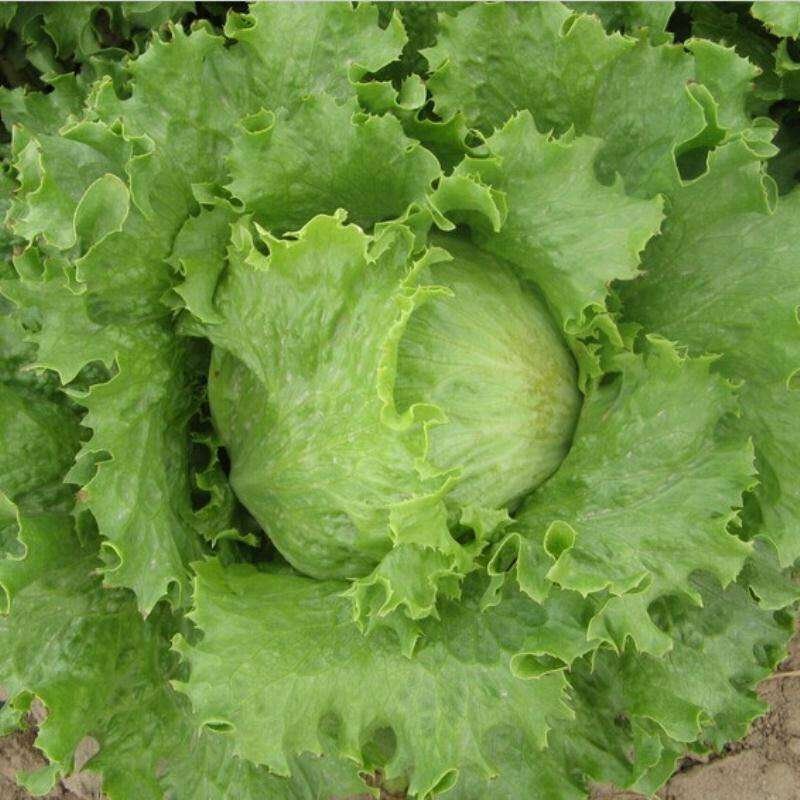 河北张家口坝上张北县球生菜散叶生菜产地直供
