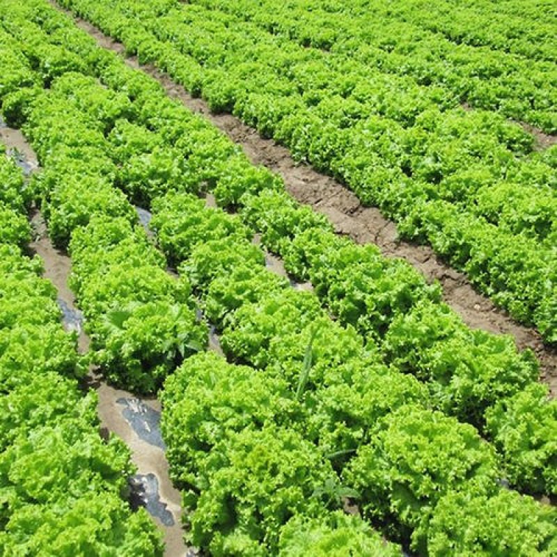 河北张家口坝上张北县球生菜散叶生菜产地直供