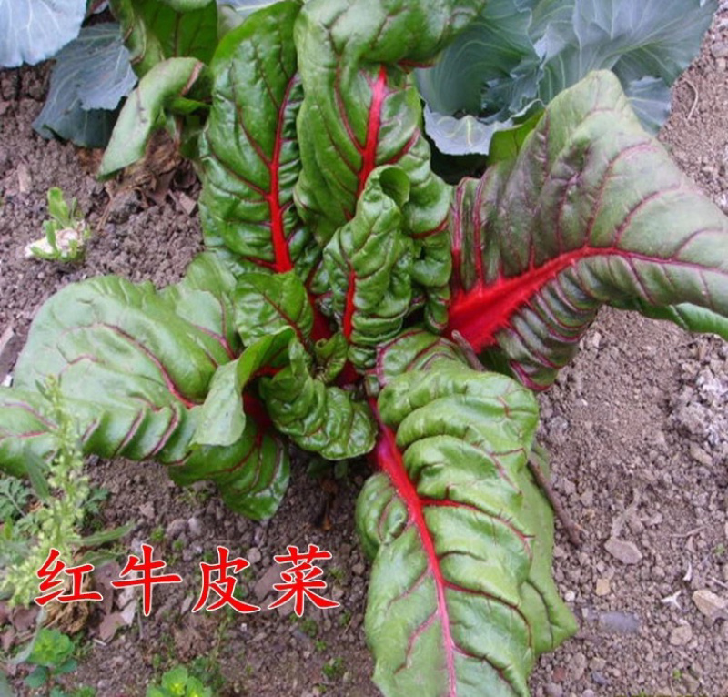 【牛商推荐】种子红梗菠菜种子丹麦红莲草种子蔬菜种子
