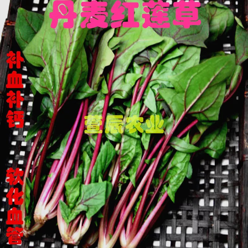 【牛商推荐】种子红梗菠菜种子丹麦红莲草种子蔬菜种子