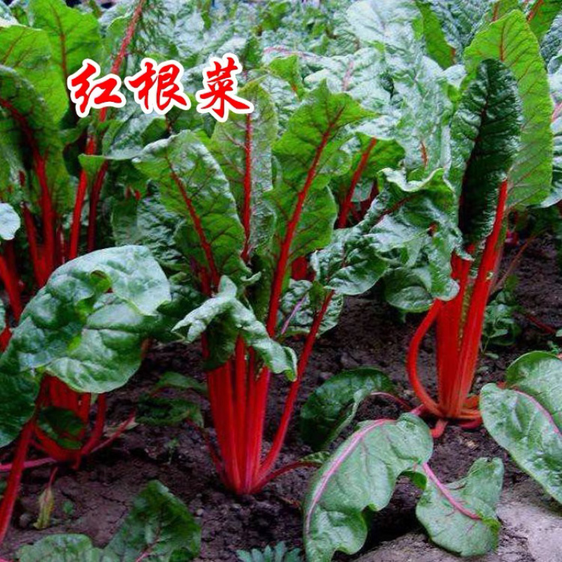 【牛商推荐】种子红梗菠菜种子丹麦红莲草种子蔬菜种子