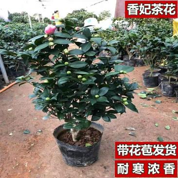 四季红茶花盆栽地栽南北适中种带花苞山茶花盆栽重瓣五色赤丹