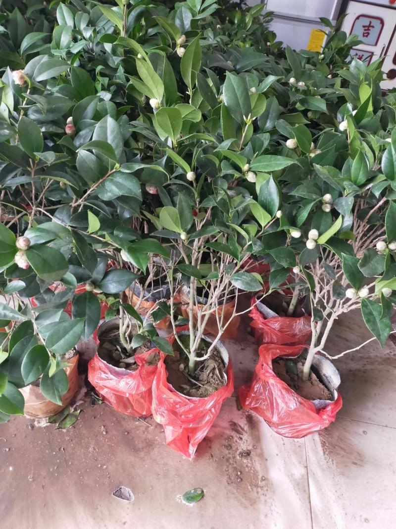 四季红茶花盆栽地栽南北适中种带花苞山茶花盆栽重瓣五色赤丹