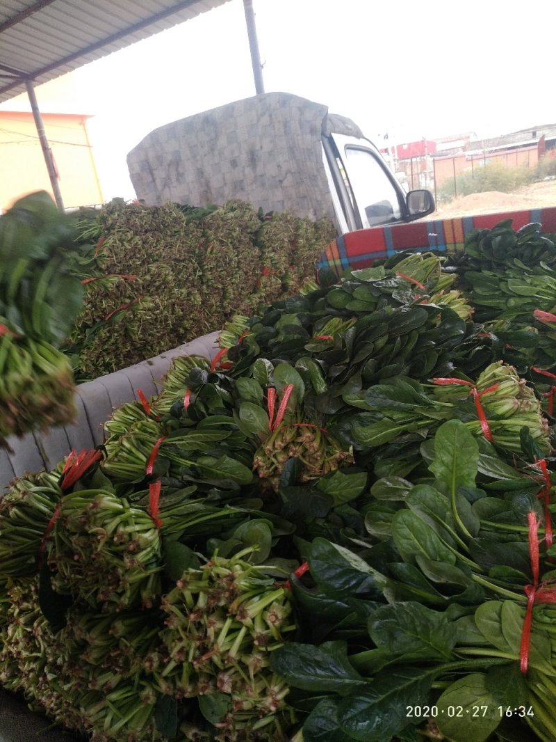 大棚菠菜陆地（种植量大，交通方便，质量好，）