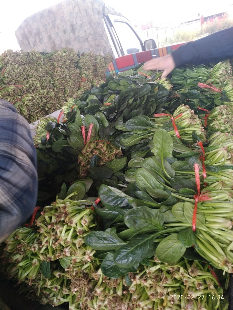 大棚菠菜陆地（种植量大，交通方便，质量好，）