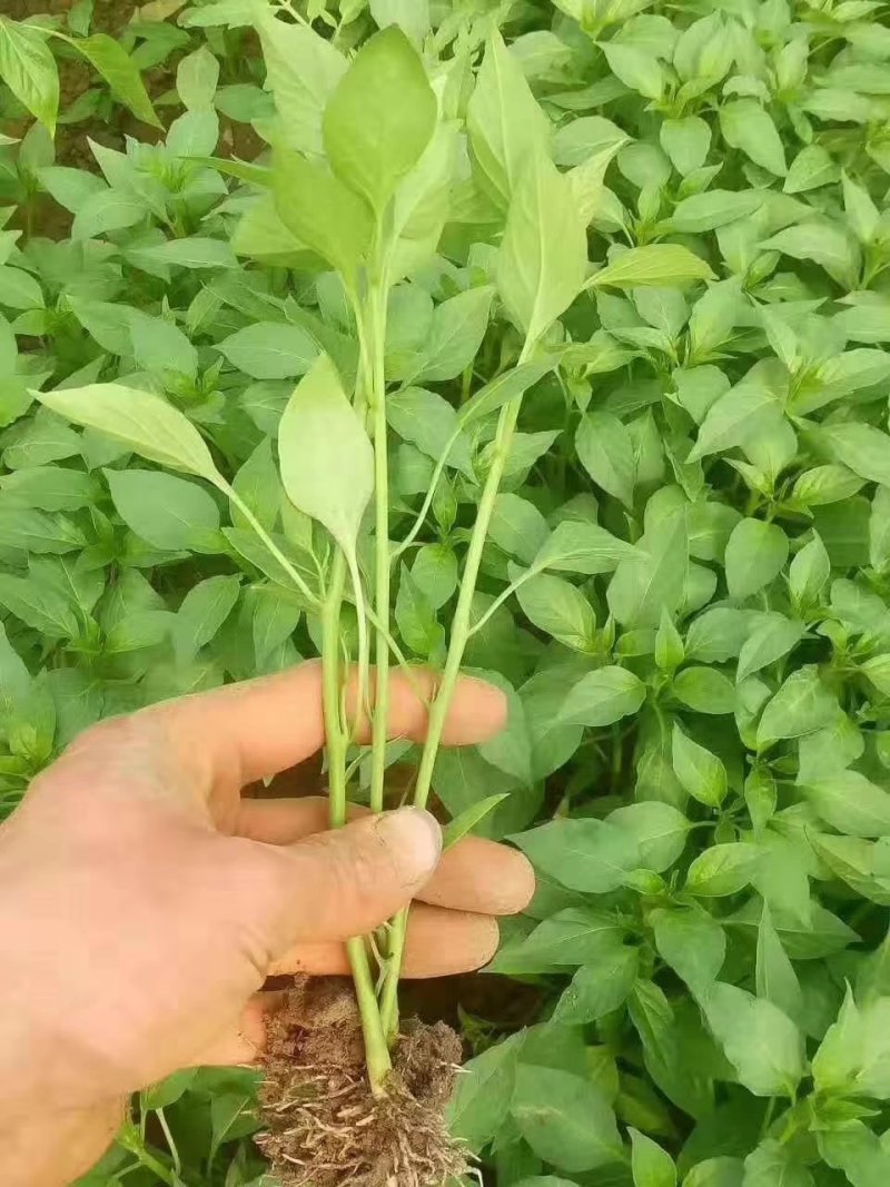 辣椒苗，蒜乡红辣椒苗，朝天椒苗三樱椒苗，螺丝椒苗