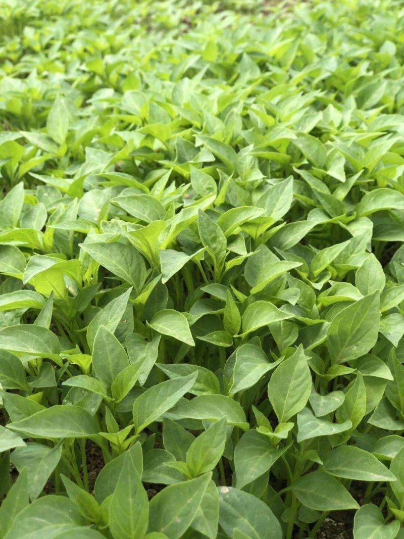 辣椒苗，蒜乡红辣椒苗，朝天椒苗三樱椒苗，螺丝椒苗