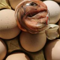 毛蛋实蛋