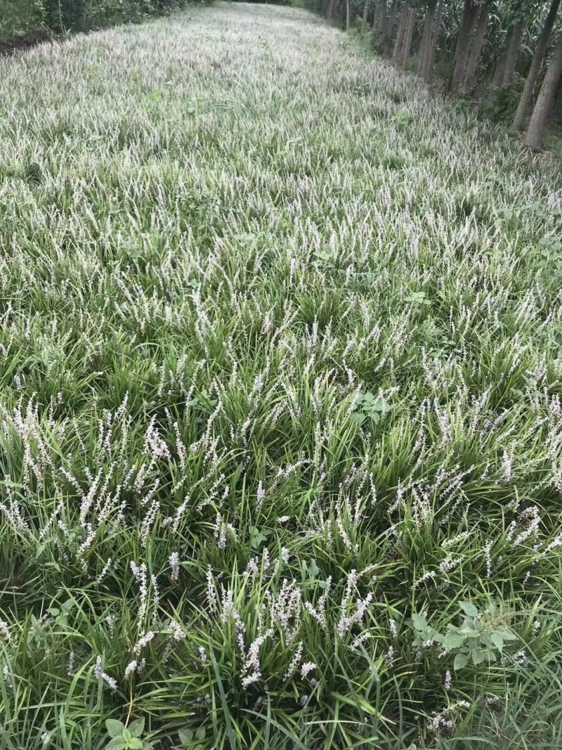 中叶麦冬，产地直发，全国发货，质量保证，欢迎进店联系
