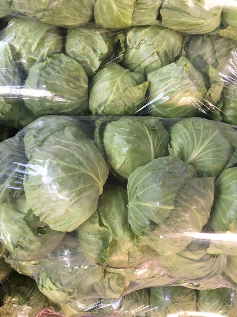 单县精品大棚甘蓝，品质保证，货源充足，可视频看货