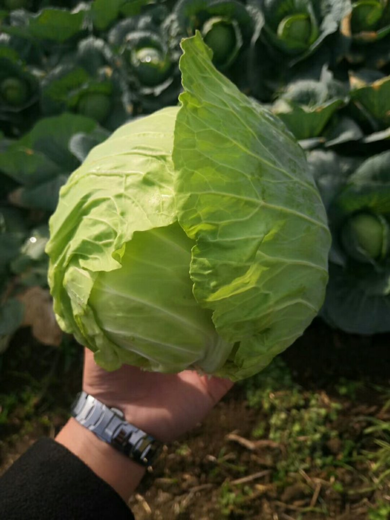 甘蓝精品中甘系列甘蓝有要的连系质量好价格便宜