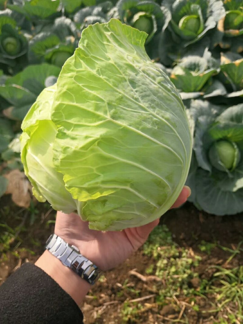 甘蓝精品中甘系列甘蓝有要的连系质量好价格便宜