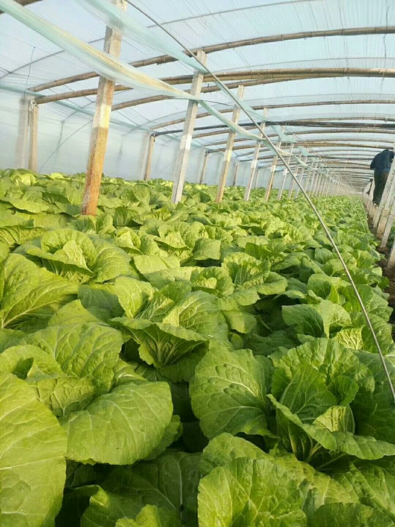 甘蓝精品中甘系列甘蓝有要的连系质量好价格便宜