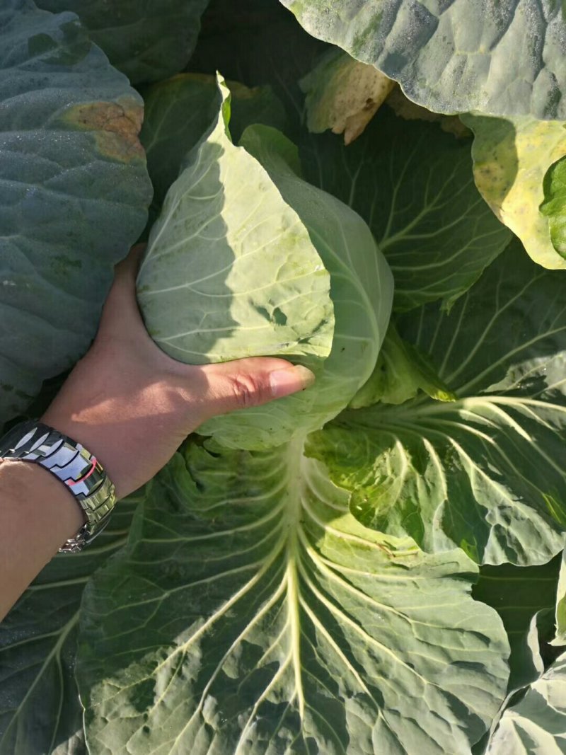 甘蓝精品中甘系列甘蓝有要的连系质量好价格便宜