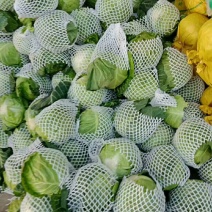 甘蓝精品中甘系列甘蓝有要的连系质量好价格便宜