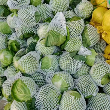 甘蓝精品中甘系列甘蓝有要的连系质量好价格便宜