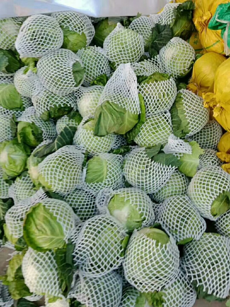 甘蓝精品中甘系列甘蓝有要的连系质量好价格便宜