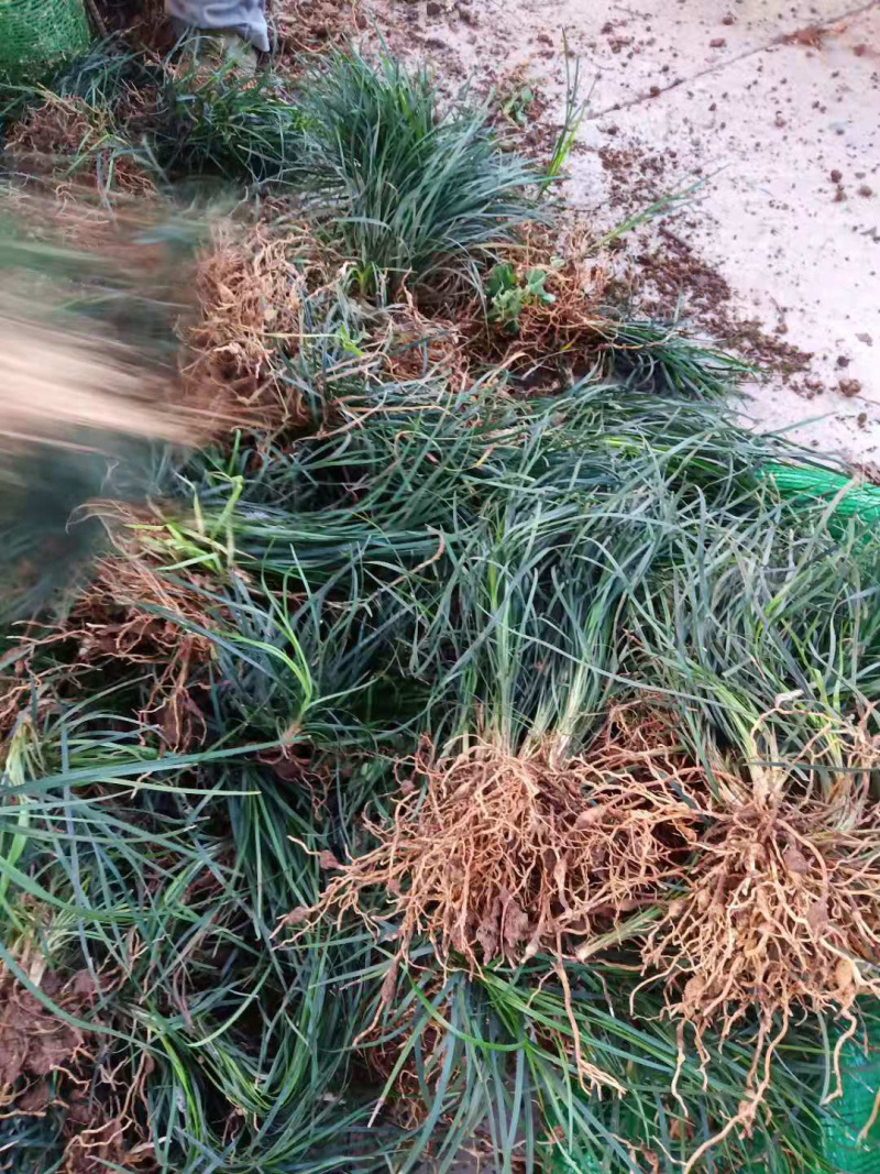 沿阶草，产地直发，质量保证，欢迎进店联系