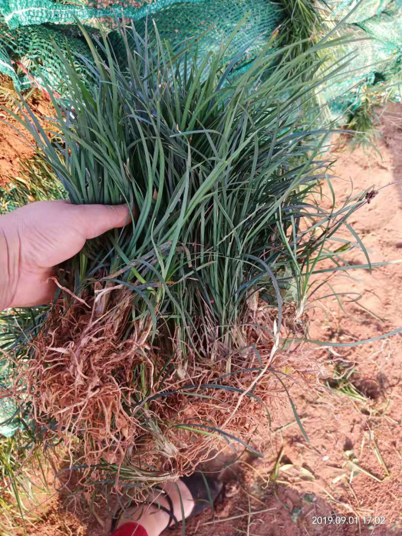 沿阶草，产地直发，质量保证，欢迎进店联系