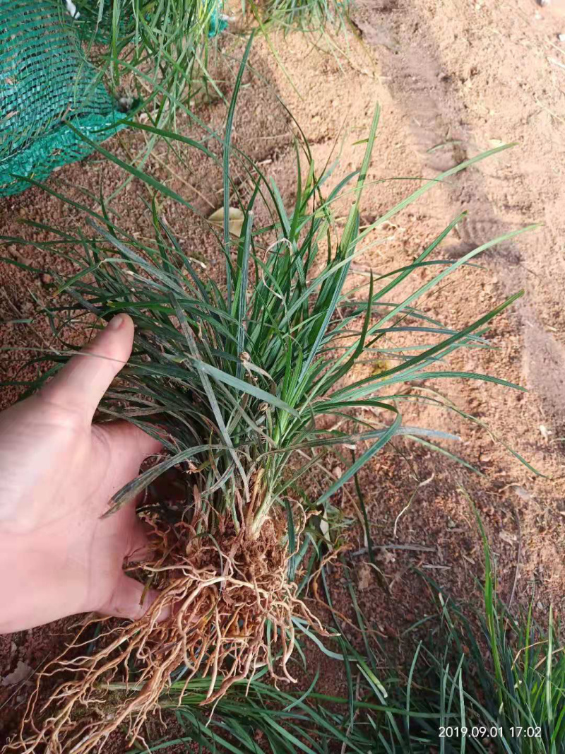 沿阶草，产地直发，质量保证，欢迎进店联系