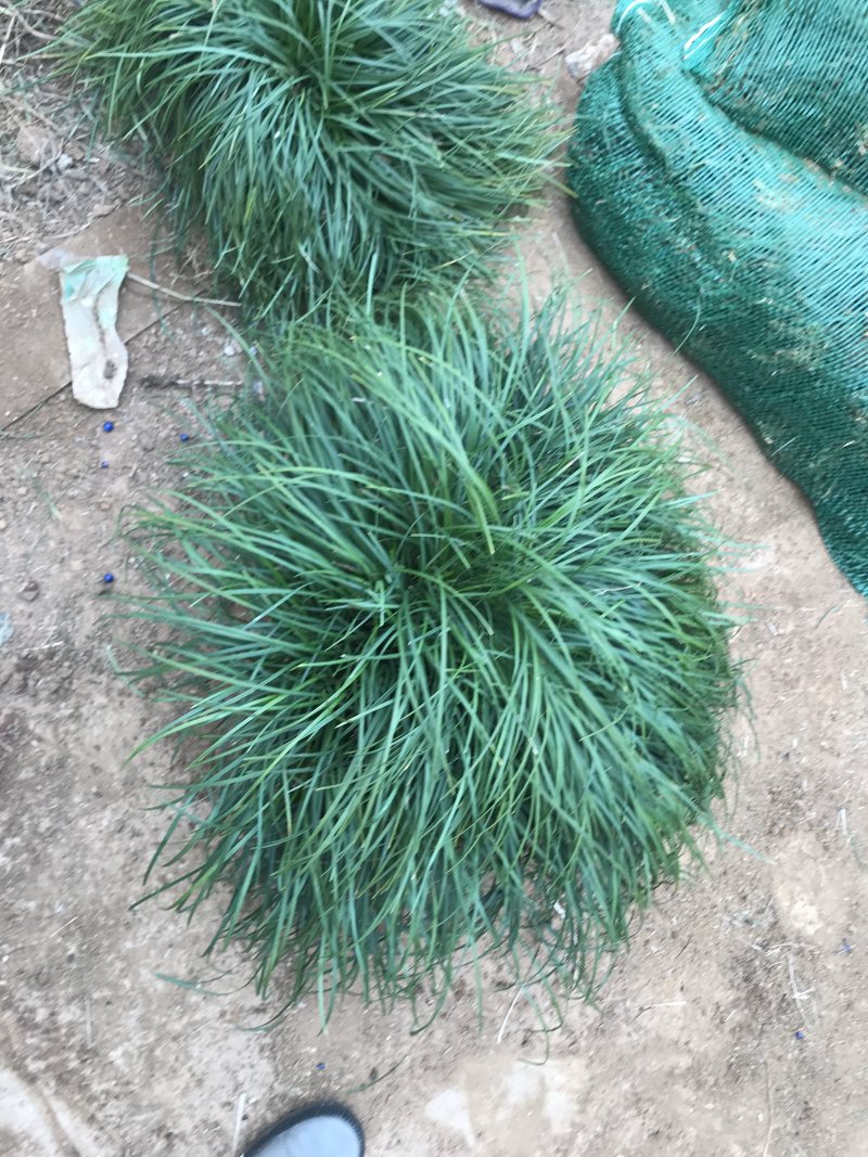 沿阶草，产地直发，质量保证，欢迎进店联系