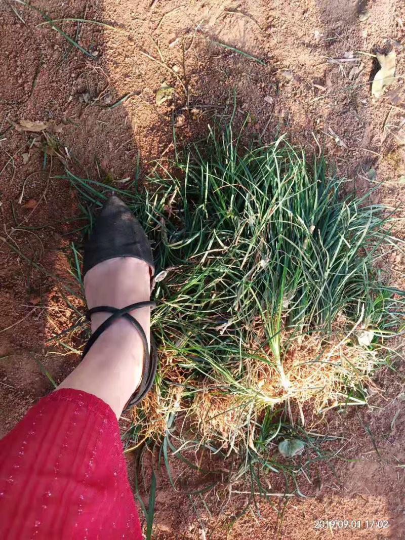沿阶草，产地直发，质量保证，欢迎进店联系