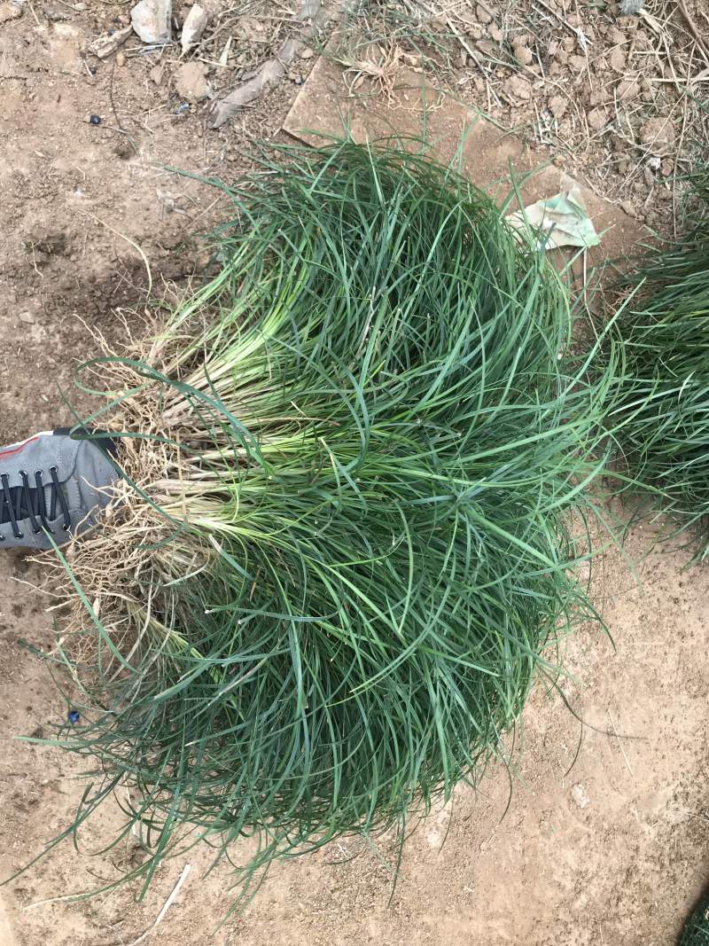 沿阶草，产地直发，质量保证，欢迎进店联系