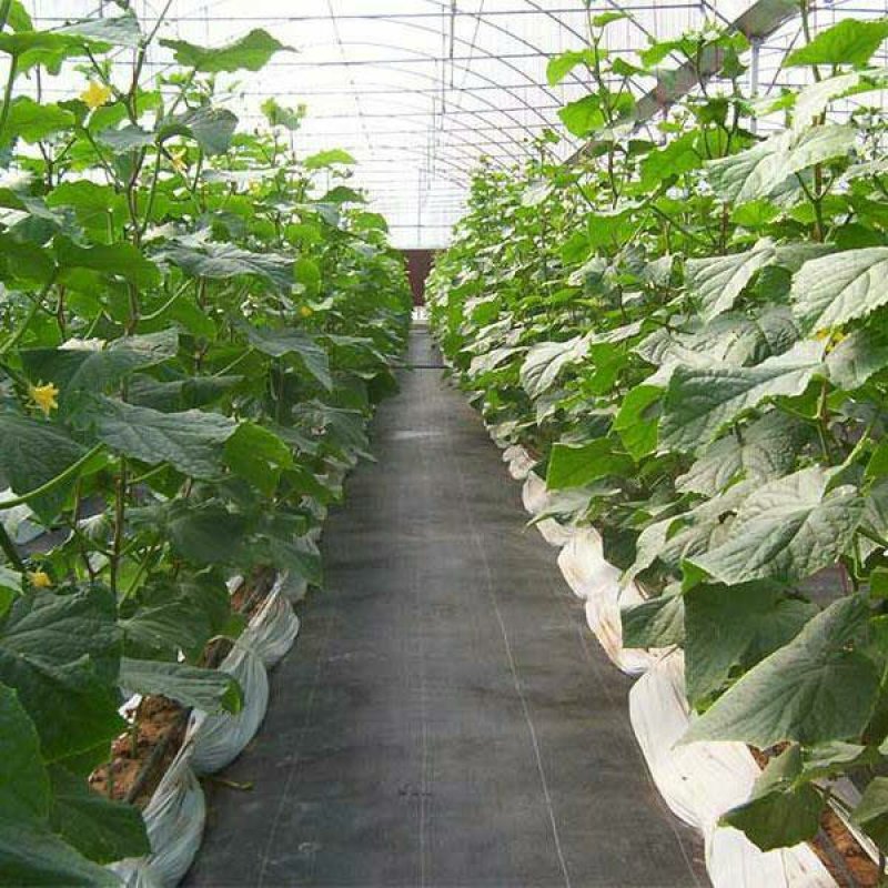 防草布园艺无纺布地布除草布盖草抑草地膜透气保湿可降解果树