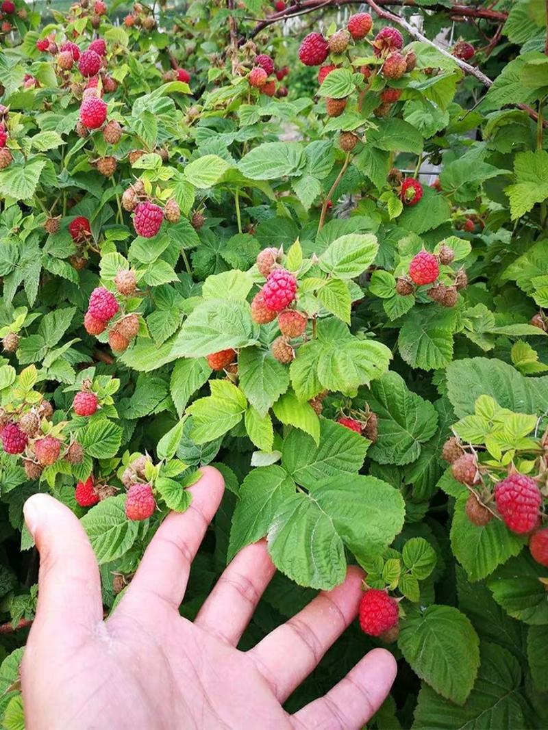 覆盆子苗树莓苗当年结果双季红树莓苗盆栽地栽阳台庭院种植四