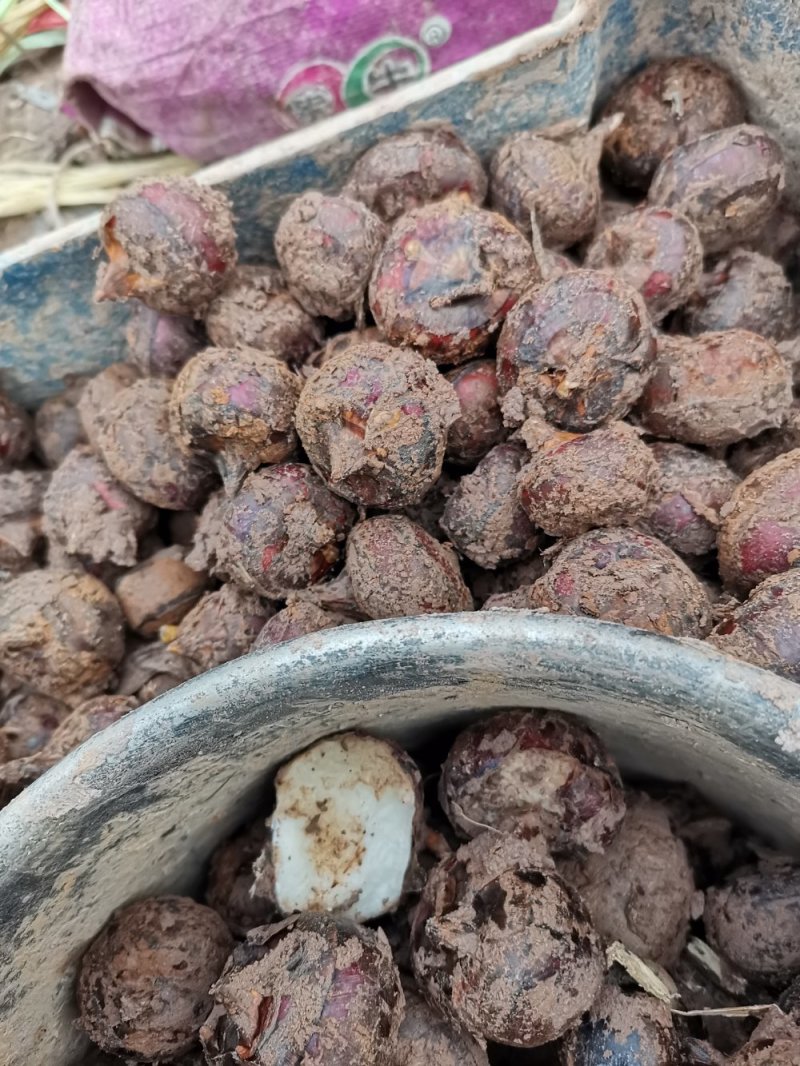 荔浦马蹄，清甜脆口，吃了还想吃。